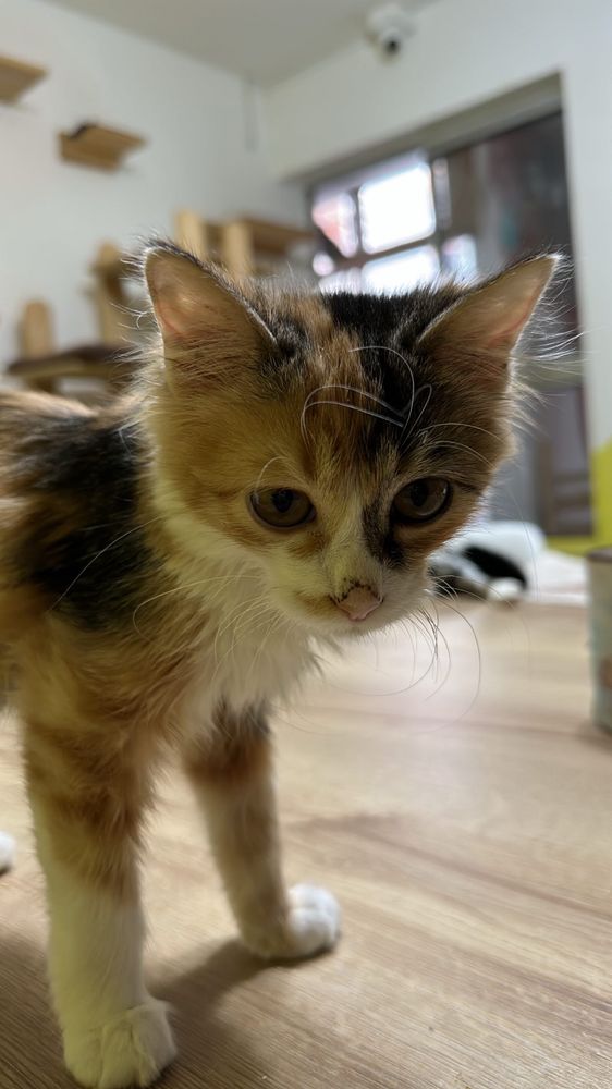 An adorable black, white, and blonde kitten staring.