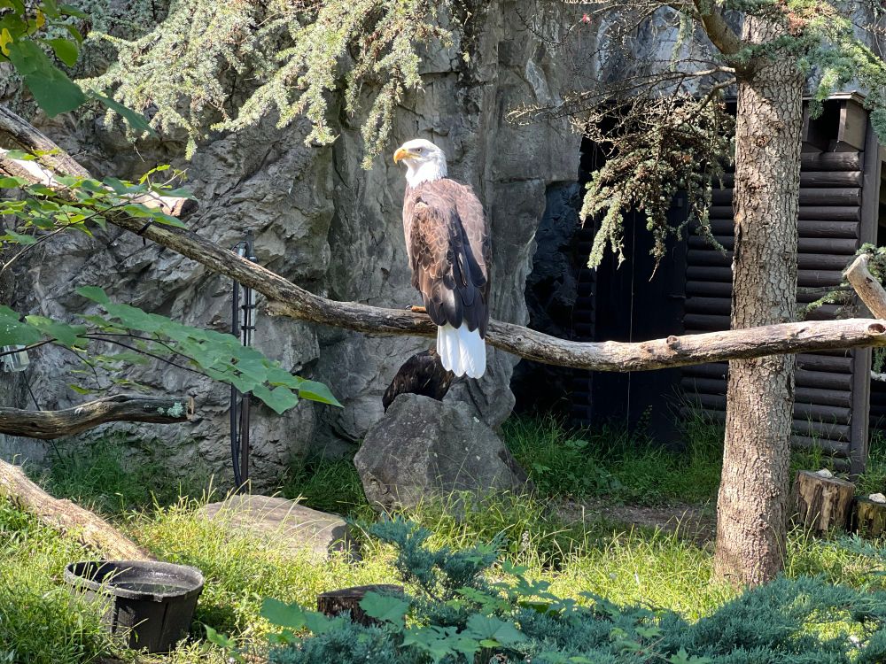 Bald eagle
