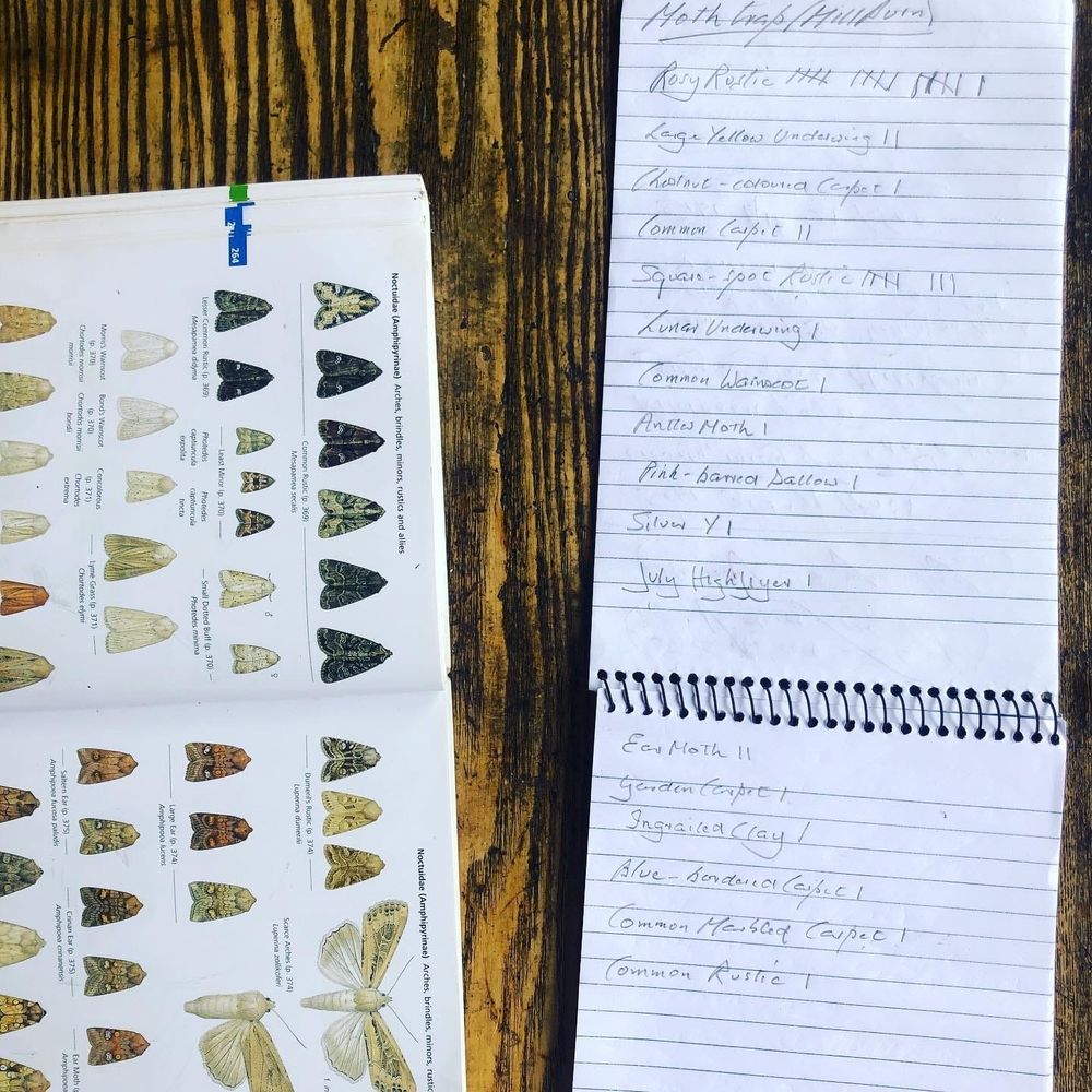 On the left, a moth identification book is open showing a series of moths. On the right, a notepad records the day's moths that were captured.