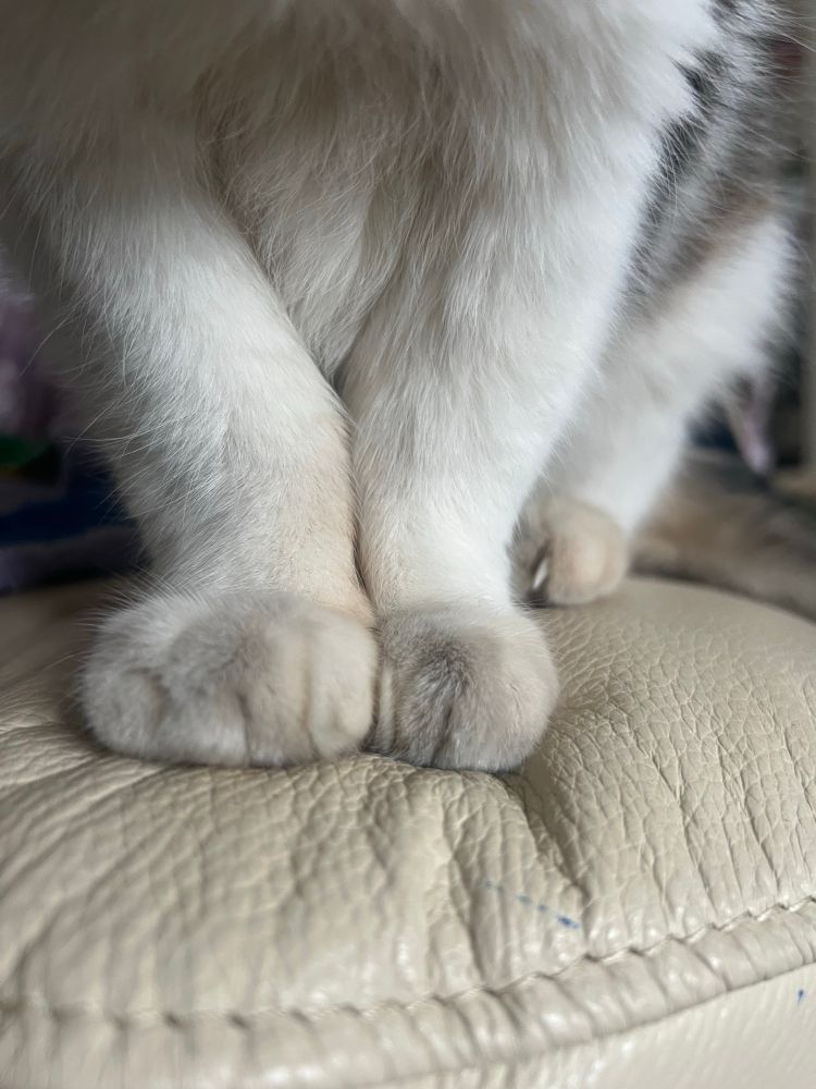 Close-up of cat paws, ordinarily white but very dusty 