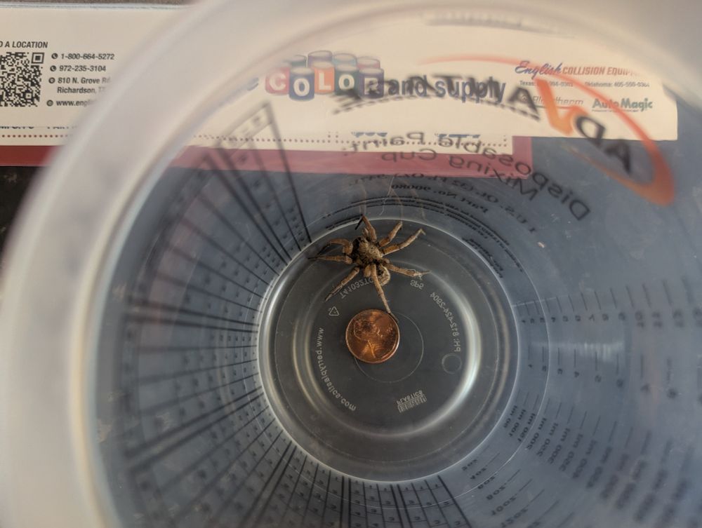 A picture of what I believe is a Carolina Wolf Spider