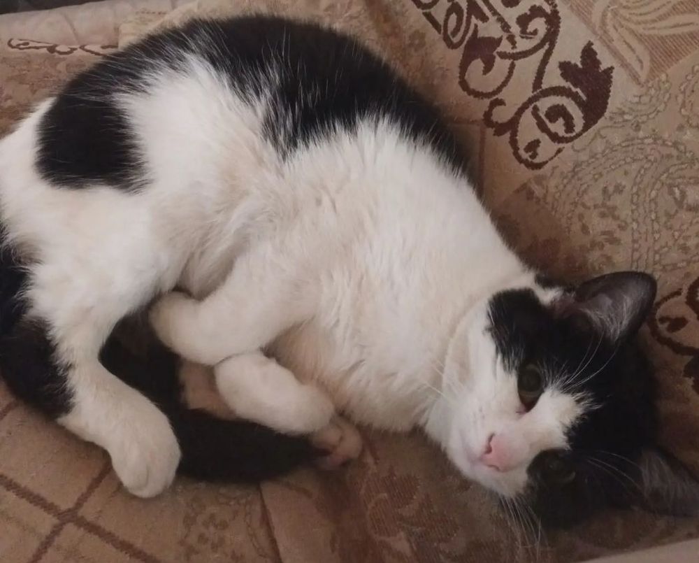 Photo of a black and white small cat lying on a beige paisley cushion 