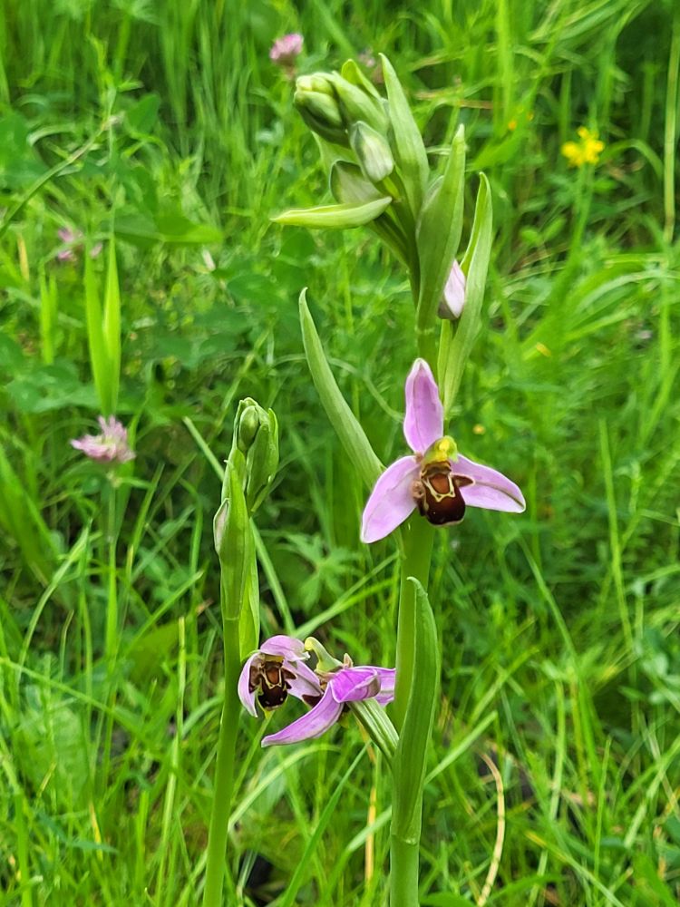 Bijenorchidee in bloei 