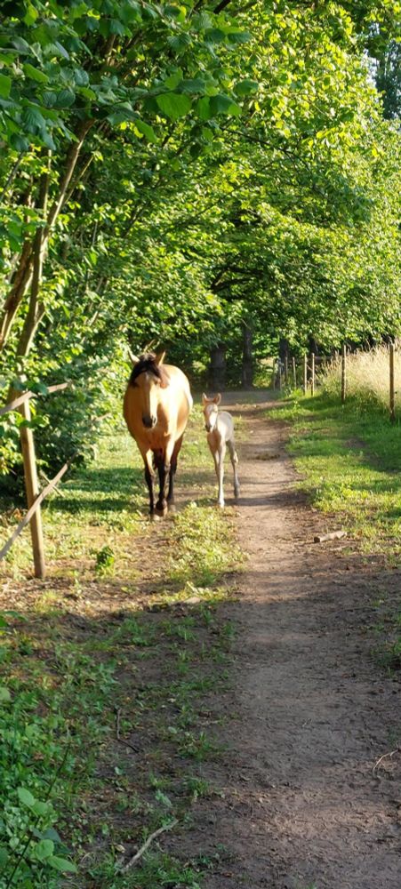 Newborn foal
Stallion horse