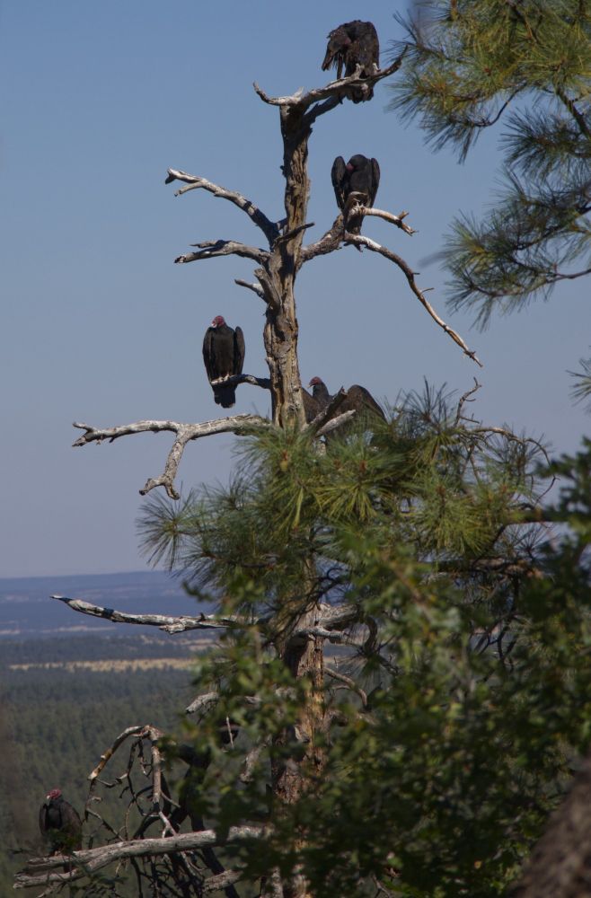 5 Turkey Vultures on a dead tree, White Mountains AZ