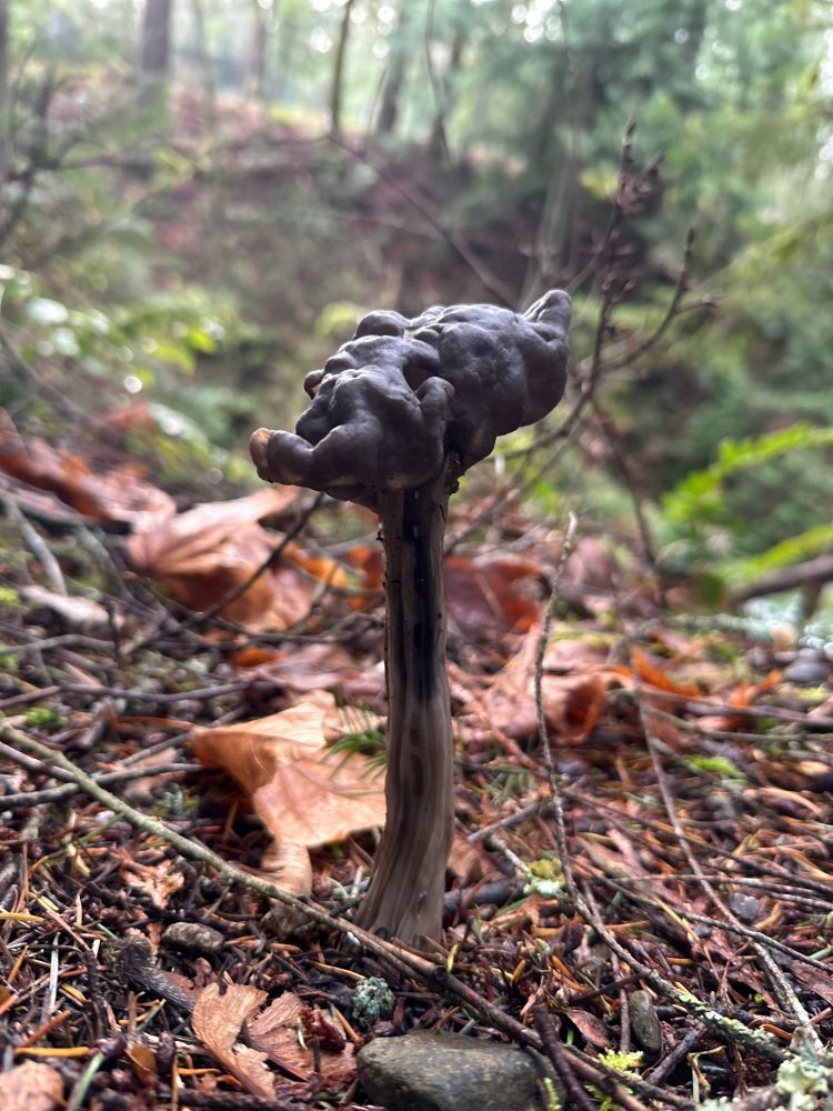 Elfin saddle mushroom in the forest. Helvella Vespertina. 