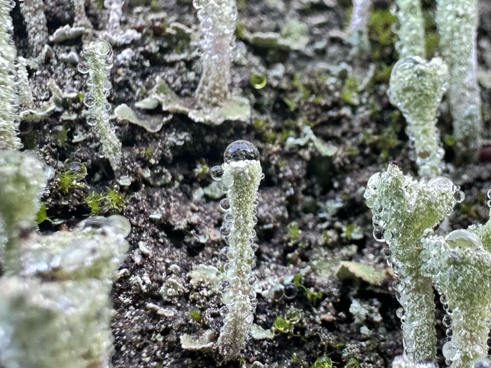 Dewy grey-green pixie cup lichen closeup
