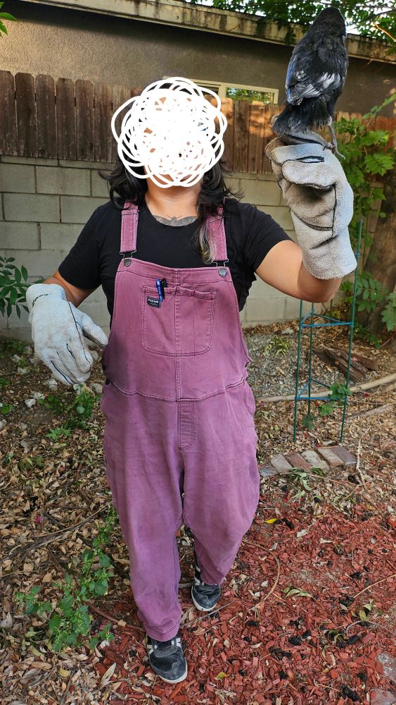 Woman with an obscured face in overalls holding a fledgling crow. 