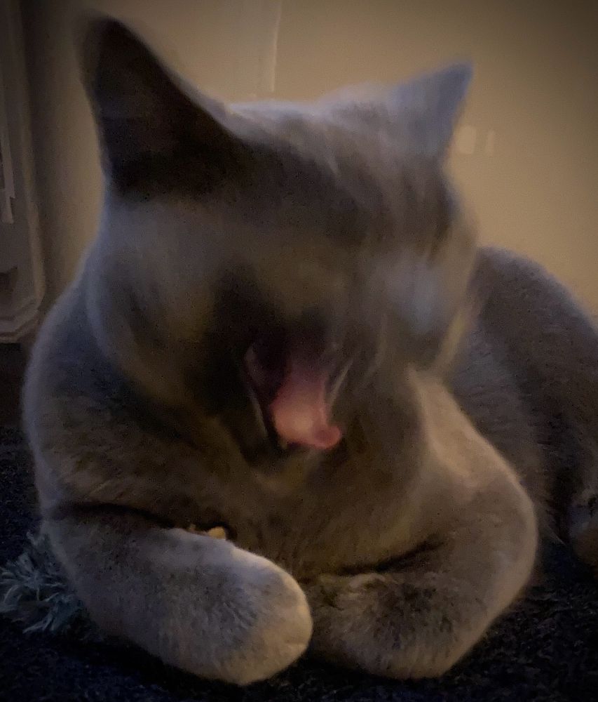 Magic puss.  Mid yawn. 