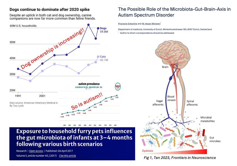 Photo. Composite image showing two graphics side by side with sarcastic red text overlaid. On the left: a line graph titled "Dogs continue to dominate after 2020 spike" showing dog ownership (dark blue line) rising from 33.9M in 1991 to 59.8M households by 2020, whilst cat ownership (light purple line) fluctuates between 28M and 42.1M. Red text reads "Dog ownership is increasing!" Below is a scatter plot showing autism prevalence rising from 1 in 150 to 1 in 36 between 2000 and 2020, with red text stating "So is autism!!" At the bottom, a navy blue banner with white text: "Exposure to household furry pets influences the gut microbiota of infants at 3-4 months following various birth scenarios" with citation details. On the right: a scientific diagram from an academic paper titled "The Possible Role of the Microbiota-Gut-Brain-Axis in Autism Spectrum Disorder" showing a stylised human torso with brain, vagal afferents, blood stream, spinal afferents, and gut microbes illustrated, with arrows indicating the connection between gut bacteria and brain. Dysbiosis label at bottom. The juxtaposition sarcastically implies correlation equals causation.