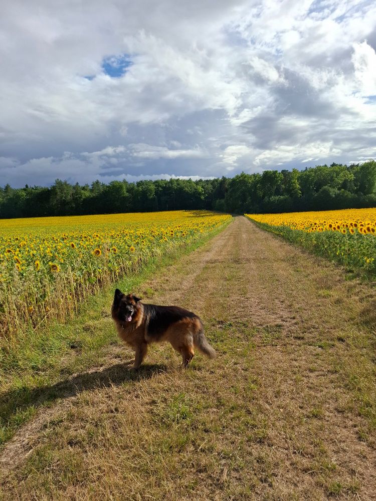 German Shepherd on grassy divide between two huge fields of sunflowers which stretch to a forest in the distance