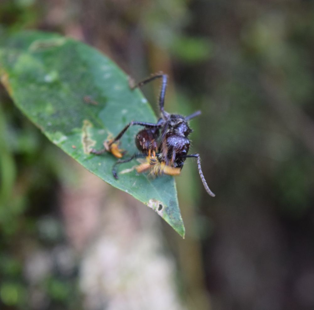 Bullet ant on a leaf with three stingless bees attacking