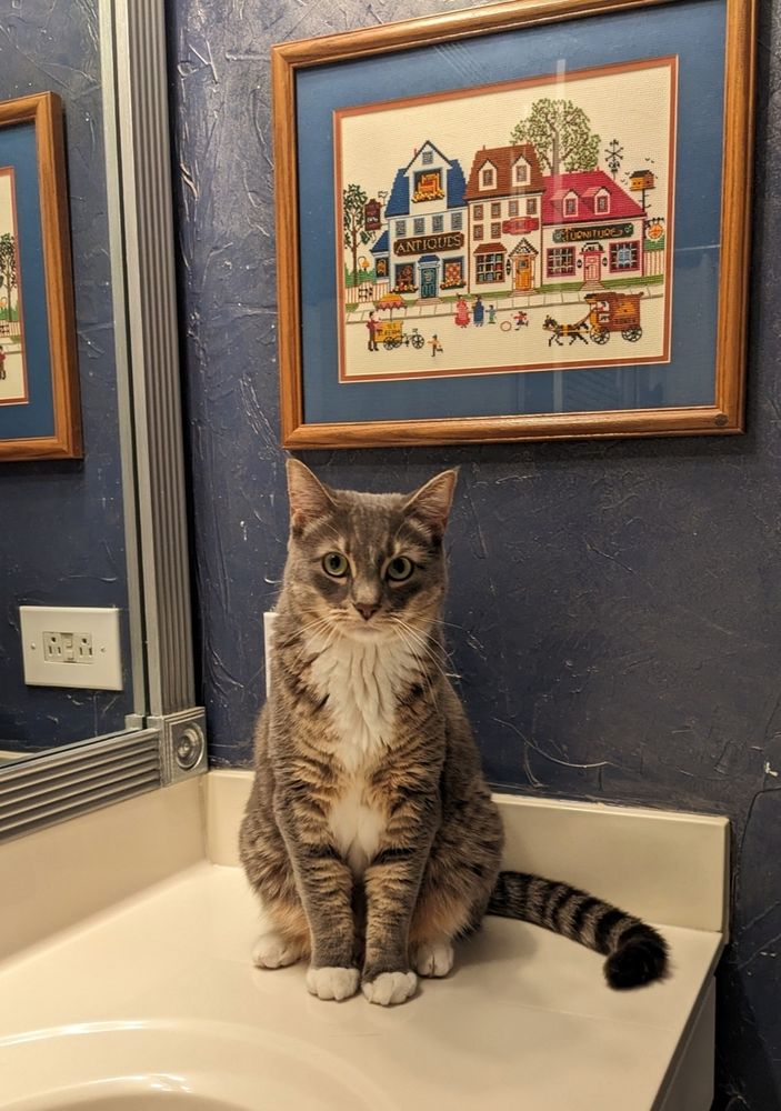 Grey, tabby, and white cat sitting on top of a sink facing the camera directly.