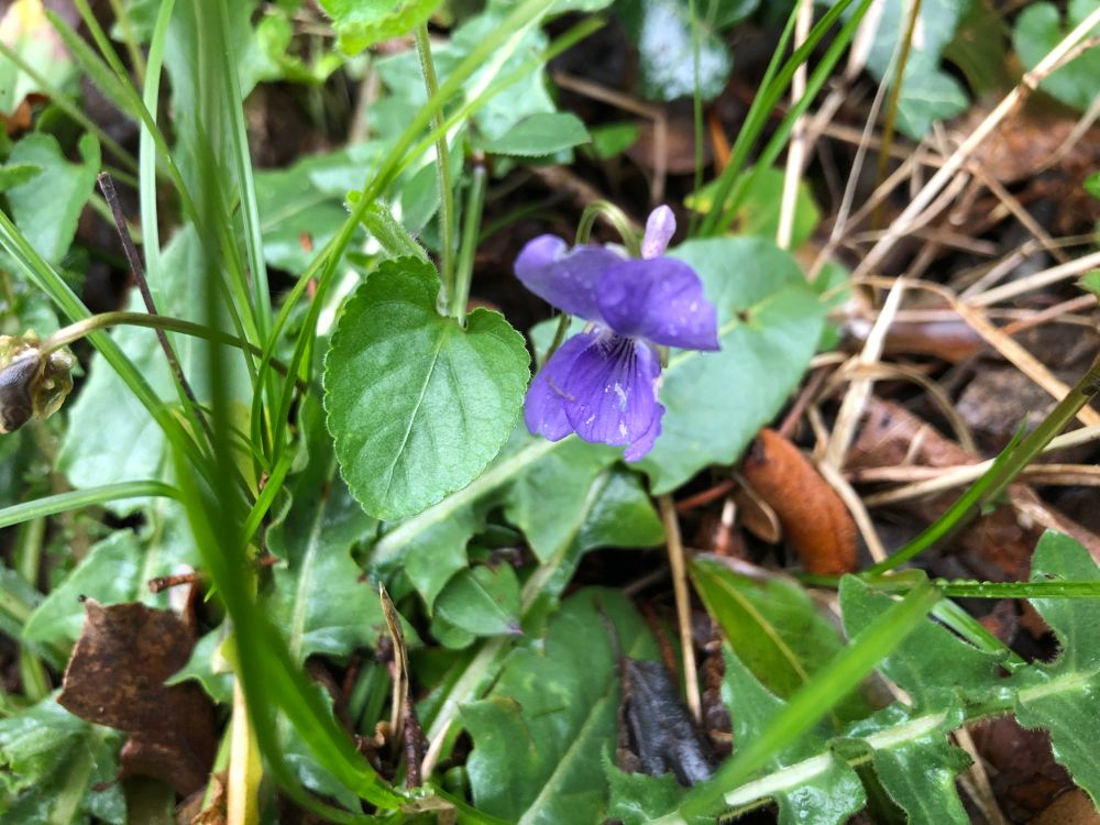 une fleur violette dans la verdure