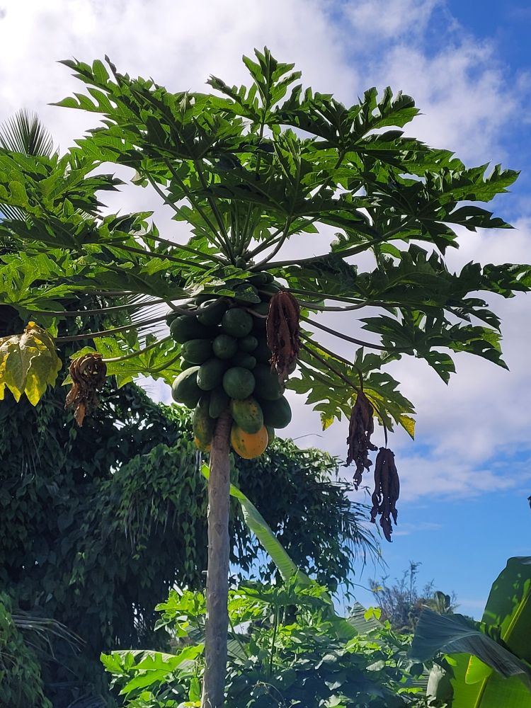A tall skinny tree where the leaves only grow out of the top, kind of like a palm but the leaves are more like gigantic maple leaf shaped. There is a cluster of green fruit around the trunk under the leaves. With those at the very bottom turning orange