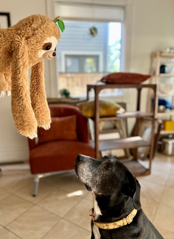 A brown lab mix stares intently at a sloth stuffie being held above his head 