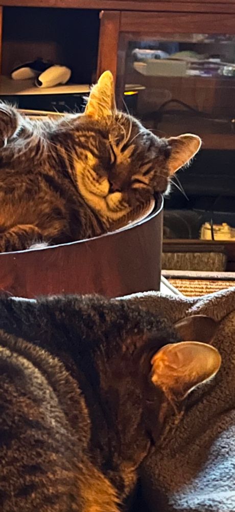 Two tabby cats, one in front face down in a blanket. The other is laying in a brown cardboard cat-bowl with a self-satisfied grin on his white mouth.