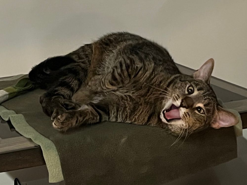 Tophee, a small brown tabby with a white chin, lies on her side on a table. Her mouth is open as in surprise!