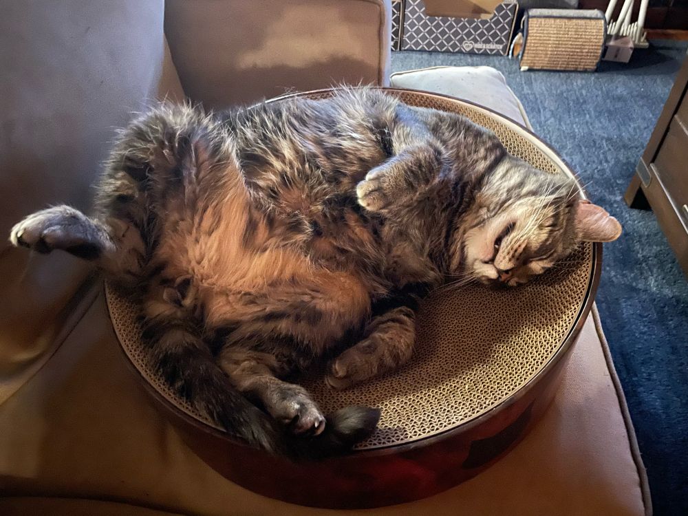 Bumi is a fluffier tabby cat, currently flopped over on his back with his belly exposed to the world. He’s asleep in a bowl made of corrugated cardboard.