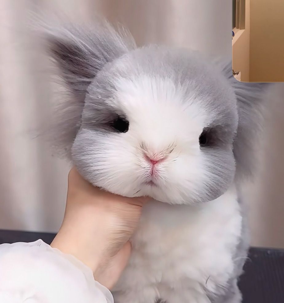 A gray and white bunny 