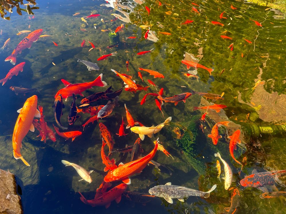 Koi from a nearby pond with clean water. Most are orange but there are three energetic light yellow ones. 