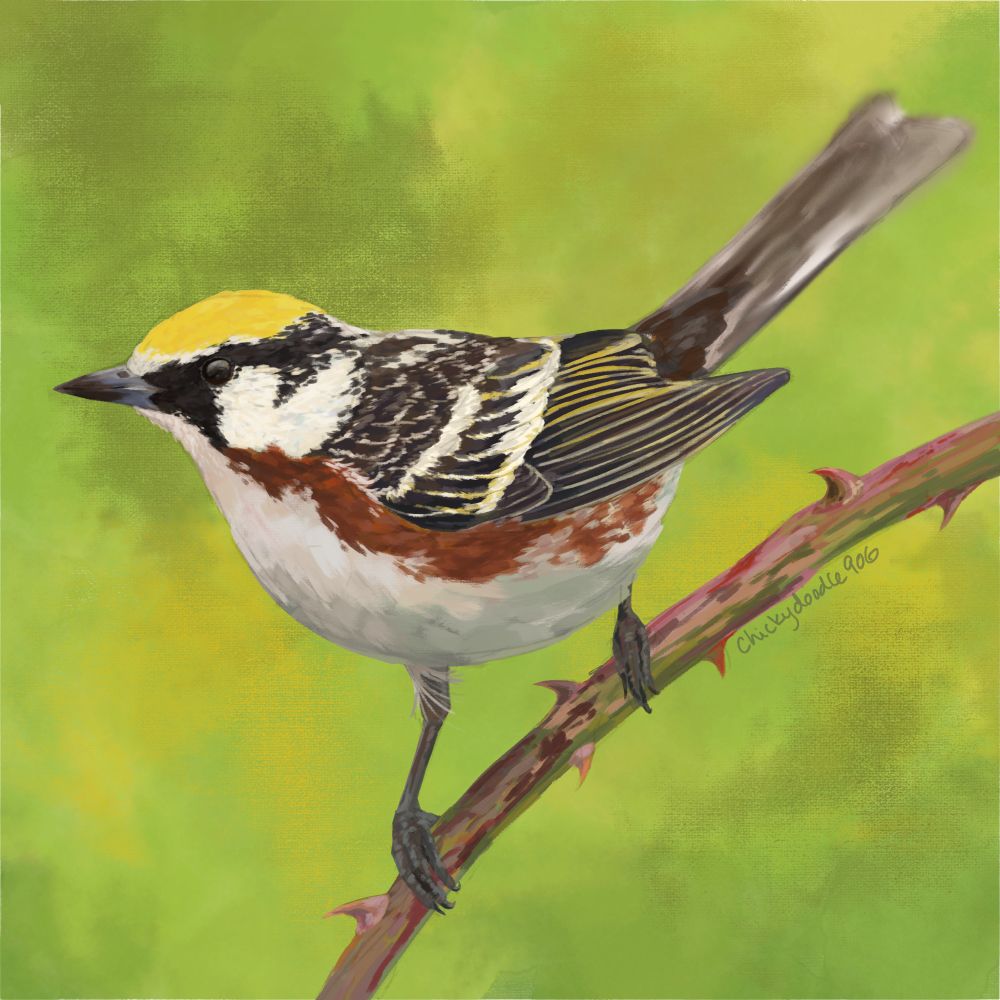 Chestnut sided warbler facing left on a thorny branch