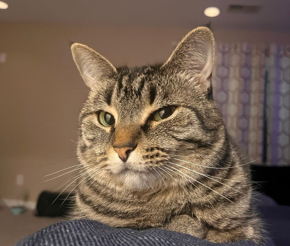 A tabby cat looking with bright green eyes 