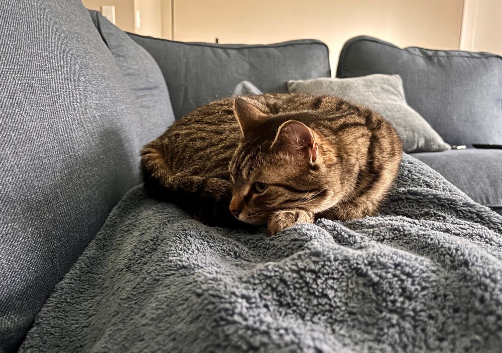 Tabby cat curled up on a blanket on a blue couch