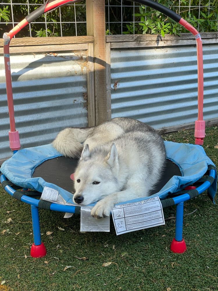 My dog lying on a child’s trampoline with a face daring me to try to remove her.