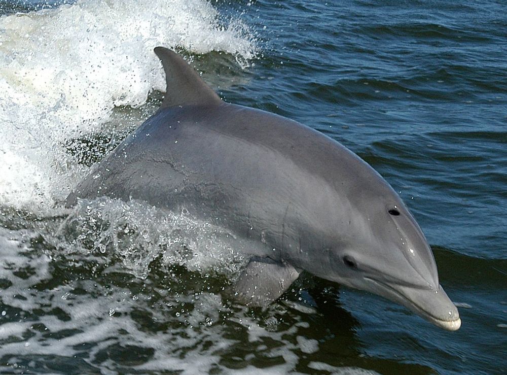 A dolphin swimming in the ocean, partially emerging from the water with waves around it.