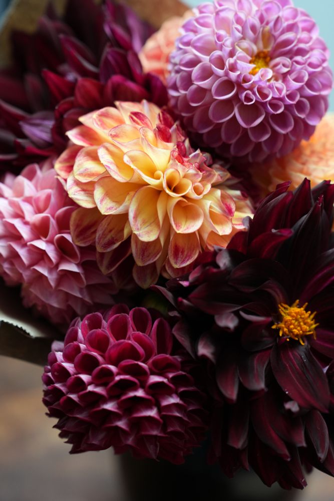 The photo shows a bouquet of dahlias in pinks and orange varigated with red, all the way to dark red and almost purple. These flowers were purchased at the Falmouth Farmers Market on #CapeCod last week. 