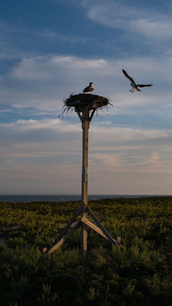 The photo shows an Osprey returning to the nest. Another Osprey is in the nest waiting. The nest stands on a pole in the beach grass. The ocean and sky are in the background. 