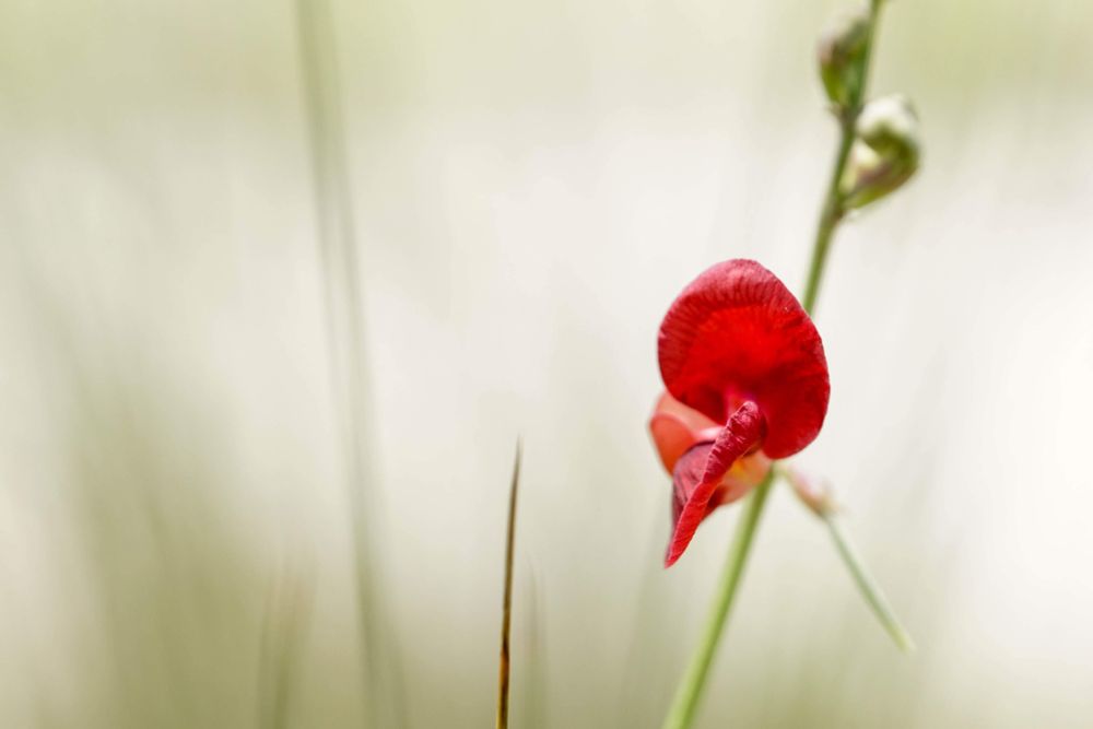 The photo shows the red blossom of what I believe is a wild pea plant in the Florida Everglades. Photo was taken in July of 2017. 