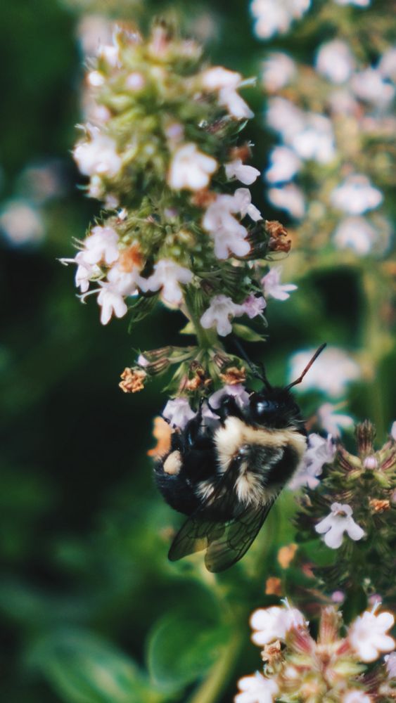 The photo shows a large bumblebee hanging on upside down to a sprig of wild thyme in flower. Photo taken on #capecod