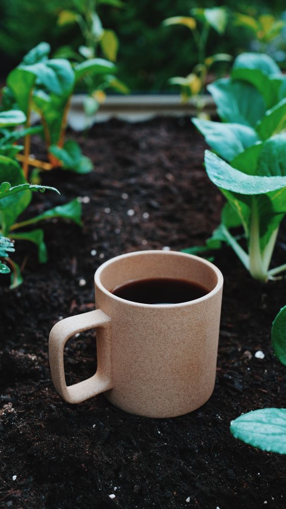 The image shows a beige ceramic mug, full of coffee, sitting on the potting soil between a row of swiss chard and pak choy seedlings. 