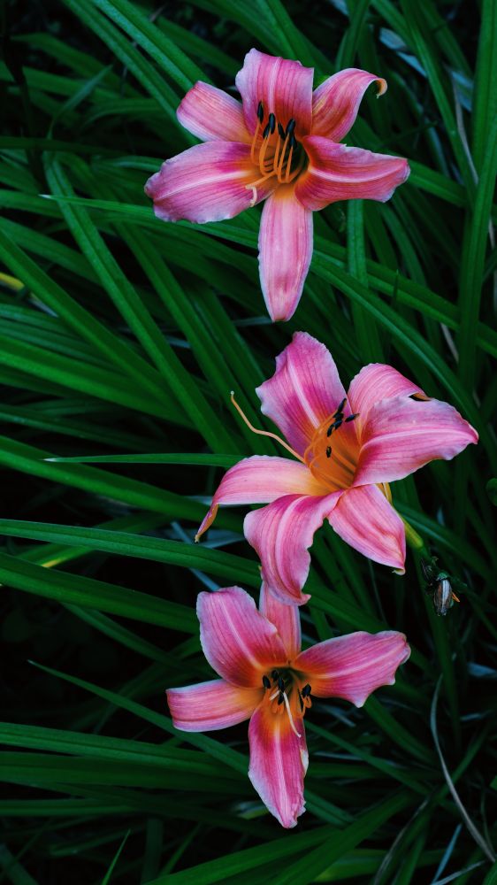 The photo shows three pink lilies with orange centers against their leaves which are dark green. The photo was taken on #capecod