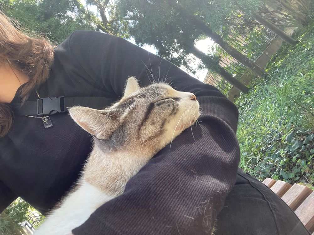 Cat sitting on a person's lap, seemingly asleep. The cat's head is resting in the crook of the person's elbow.
