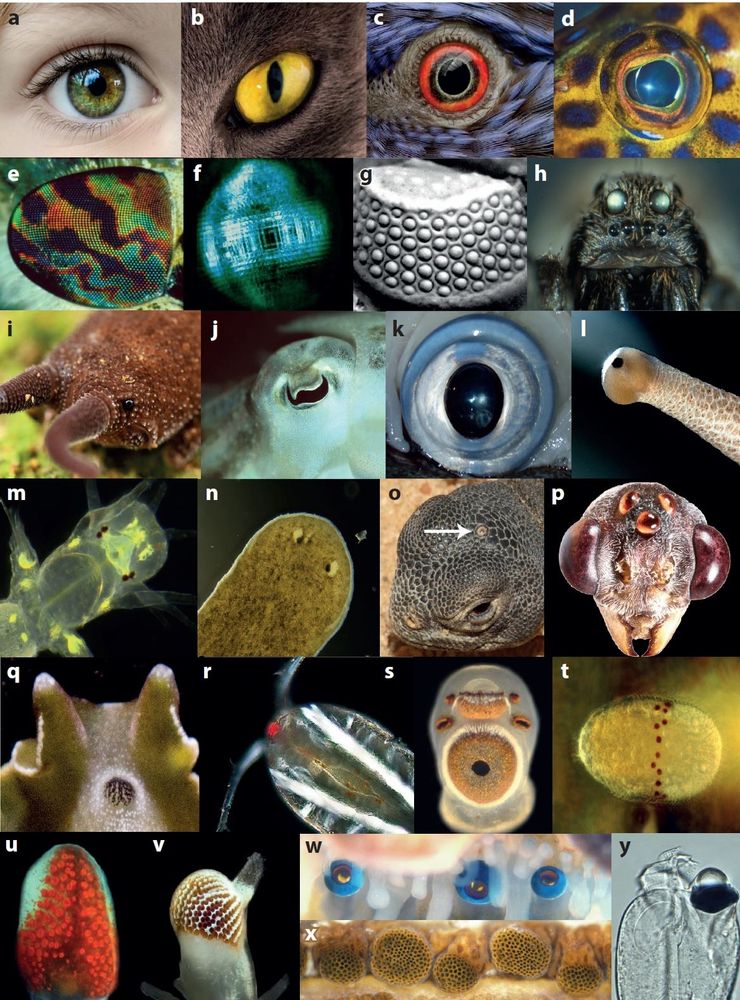 Diversity of eyes