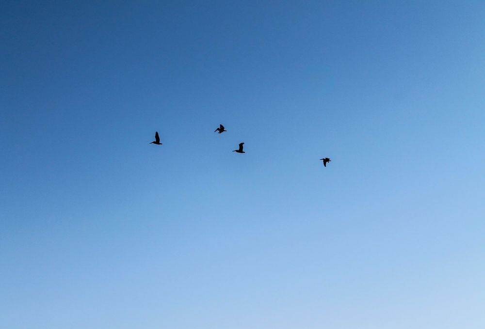 Four pelicans flying in the sky
