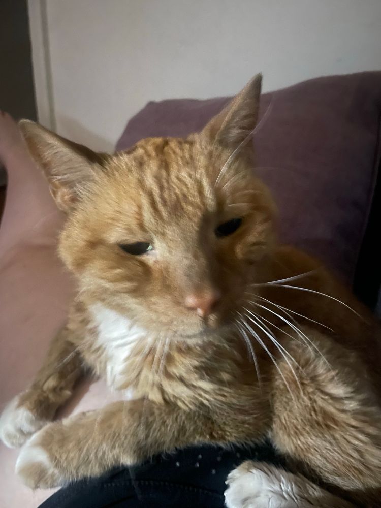Orange cat sweetly huddled on the photographer’s pale thigh