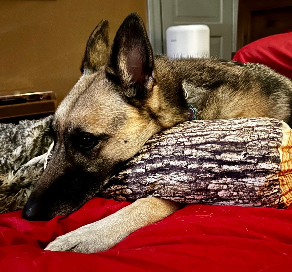 my dog, rose, laying her head on a pillow that looks like a log