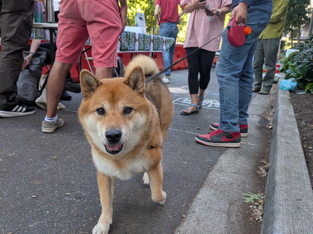A good pupper walks towards the camera while humans stand in the background.