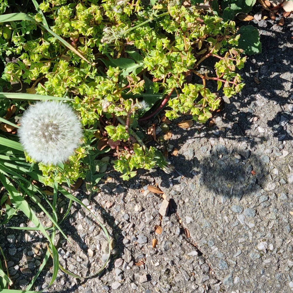 Dandelion puff and its shadow on a lovely spring day