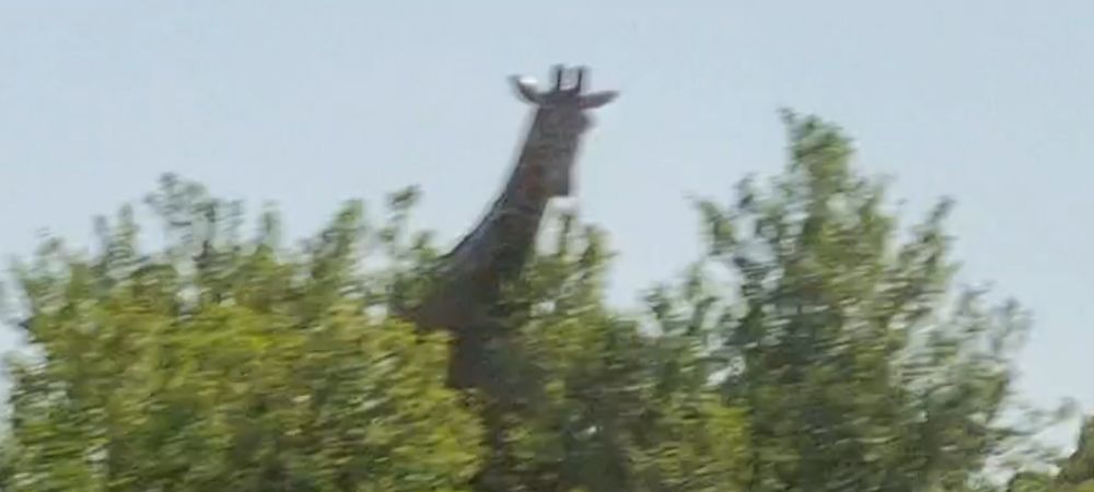 Screen grab of giraffe statue ob A303