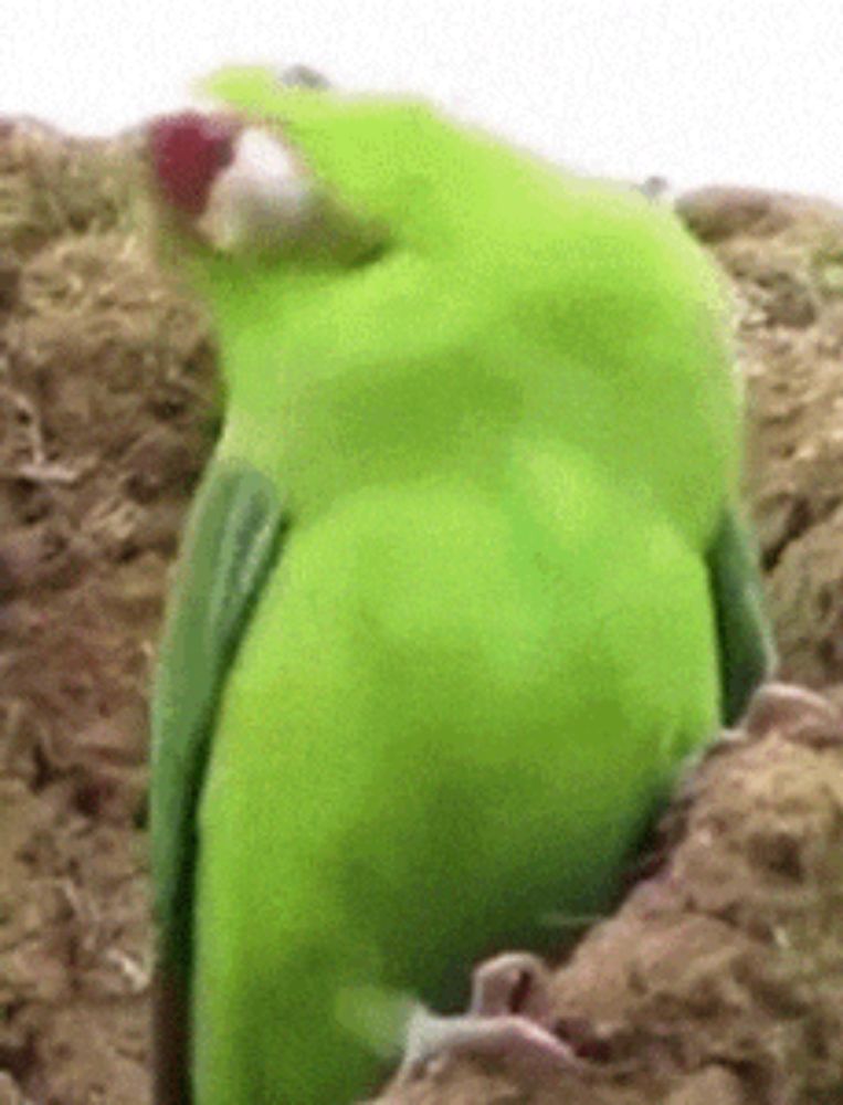 a green bird with a red beak is sitting on a rock