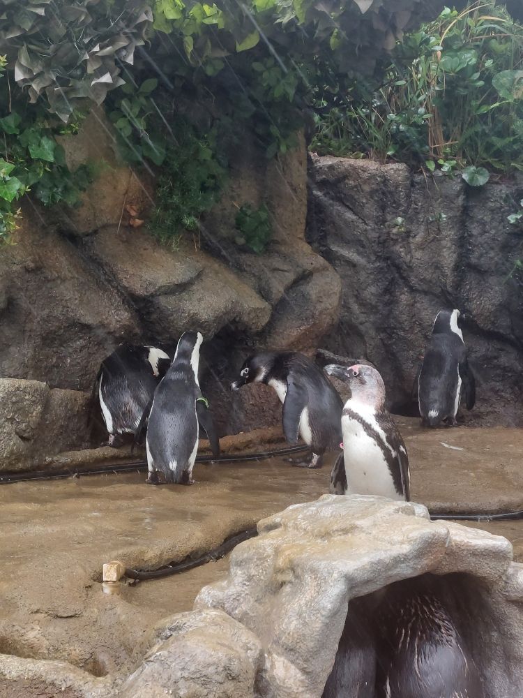 ペンギン