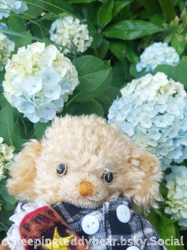 テディベア　ぬいぐるみ　ぬい撮り　メリーソート　写真　Photo