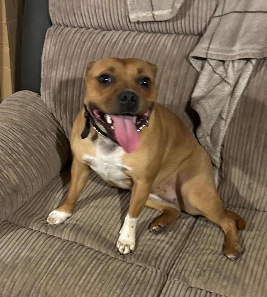 Fidget is pleased with herself 