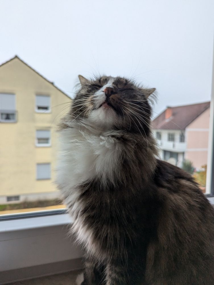 My cat Mali looking posh at the sky. 