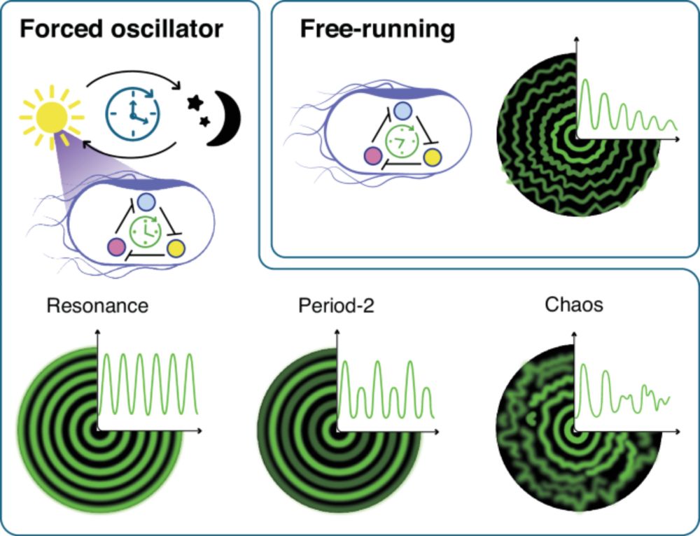 From resonance to chaos by modulating spatiotemporal patterns through a synthetic optogenetic oscillator - Nature Communications